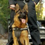 America’s Police Dogs: What to Know About K9s