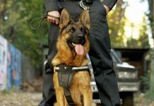America’s Police Dogs: What to Know About K9s