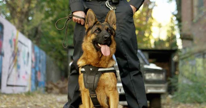 America’s Police Dogs: What to Know About K9s