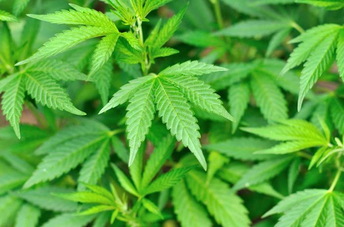 Marijuana