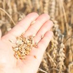 Ukraine Bolsters Global Food Supply While Still Battling Russian Forces