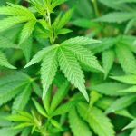Close-up of green cannabis plant leaves.