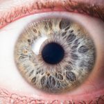closeup image of a human eye