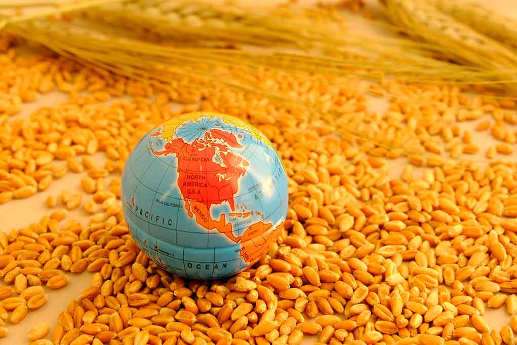 Globe on wheat grains with wheat stalks.