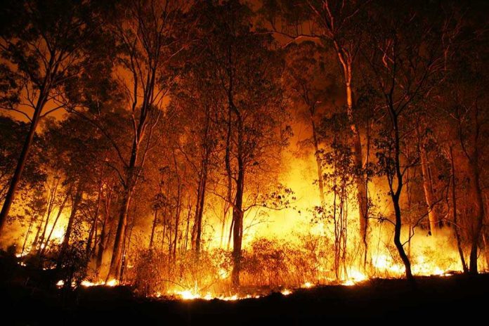 48032821 Forest engulfed in intense wildfire during nighttime.