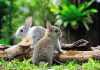 Two rabbits sitting on grass near wooden logs