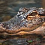 Close-up of a crocodile's head partially submerged in water