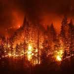 Forest engulfed in intense wildfire at night.