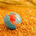 Food Fraud Causing Global Food Safety Issues In Africa And Middle East Globe on wheat grains with wheat stalks.