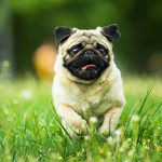 $75 Million Shelter Horror—City’s Cruel Joke Exposed Pug running in grassy field