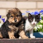 Puppy Overdose Shocker: Narcan Saves The Day A puppy and a kitten sitting together in front of colorful flowers