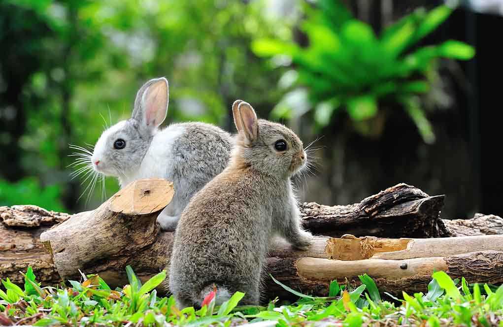 shutterstock_123485251.jpg Two rabbits sitting on grass near wooden logs