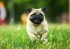 Couple Thought They ADOPTED A Dog, What It Became SHOCKED Them! Pug running in grassy field