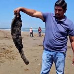 Disastrous Oil Spoil Wrecks Havoc Along U.S Coast! Disastrous Oil Spoil Wrecks Havoc Along U.S Coast