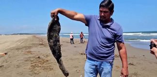 Disastrous Oil Spoil Wrecks Havoc Along U.S Coast! Disastrous Oil Spoil Wrecks Havoc Along U.S Coast