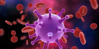 Hantavirus Scare: Why It’s Not COVID Virus surrounded by red blood cells.