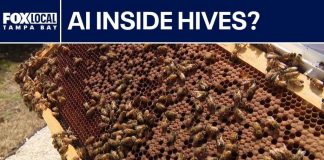 Shocking Bee-Saving Tech Unveiled in Florida AI beehives deployed in Pasco County to protect local food supply