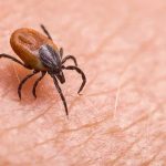 Lab Finds Unexpected Tick Threat Tick on human skin