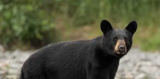 Lake Terror: Two Rabid Beavers, Two Victims black bear walking through a shallow rocky stream