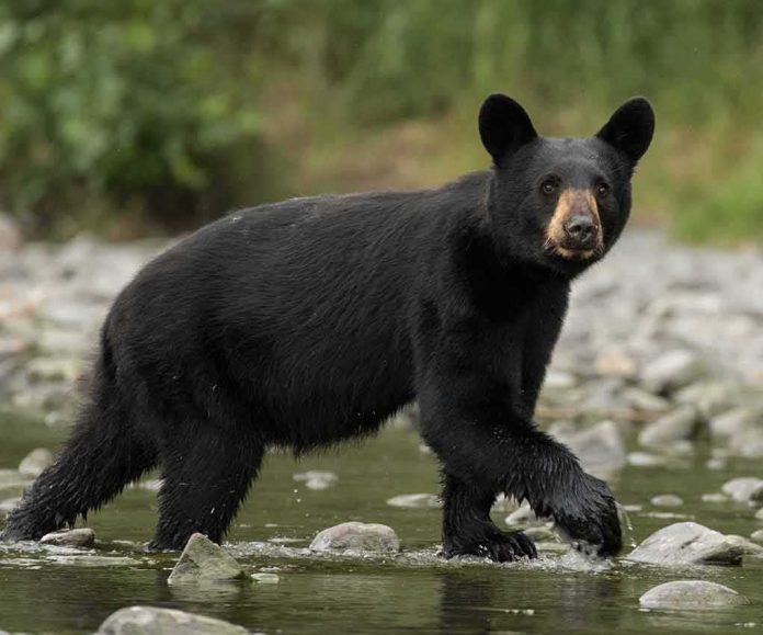shutterstock_1782322958 black bear walking through a shallow rocky stream