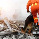 California Hit By Relentless Earthquake Swarm rescue worker with dog searching rubble