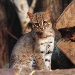 Tiny Predator Discovered After Century small spotted wildcat standing among tree logs