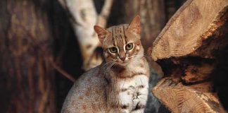 Tiny Predator Discovered After Century small spotted wildcat standing among tree logs