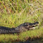 Alligator resting on grassy bank with mouth slightly open
