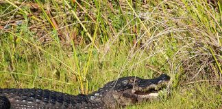 Alligator resting on grassy bank with mouth slightly open