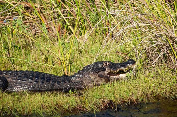 Alligator resting on grassy bank with mouth slightly open