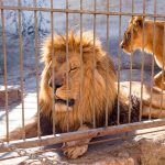 Man Found Dead After Entering Tiger Enclosure Lions in a cage at a zoo enclosure