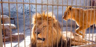 Man Found Dead After Entering Tiger Enclosure Lions in a cage at a zoo enclosure