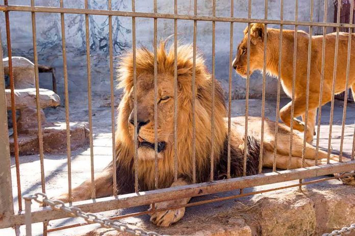 shutterstock_758832472 Lions in a cage at a zoo enclosure